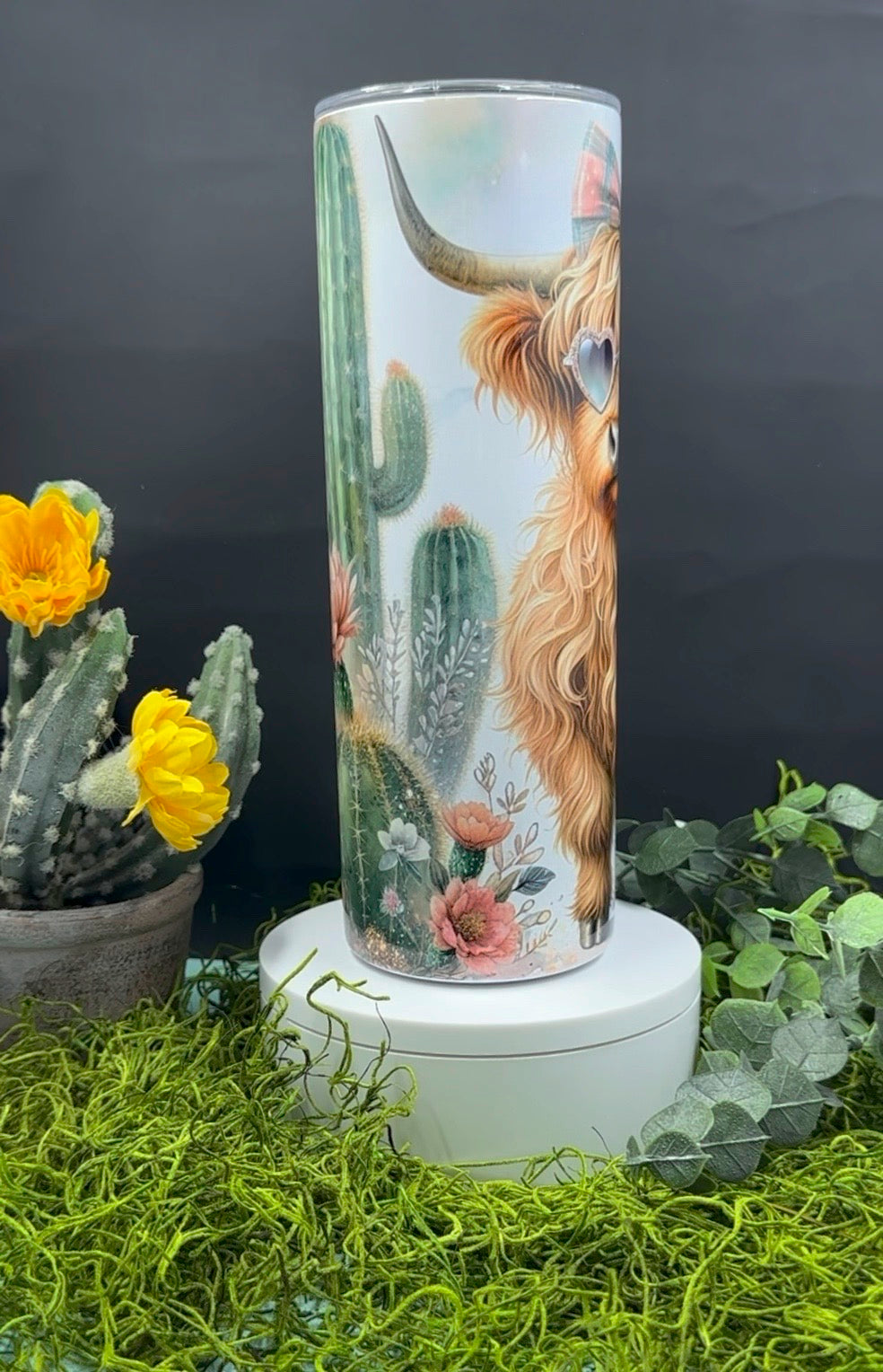 Highland Cow Cactus